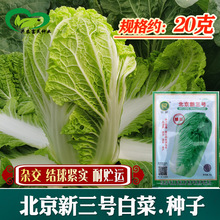 北京新三号大白菜种子 农田菜园种鲜嫩白菜籽蔬菜种子