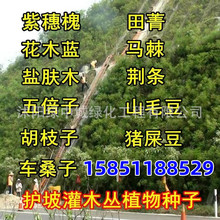 뻱NyϚgGбɽiʺ߅¸o¹ֲľ