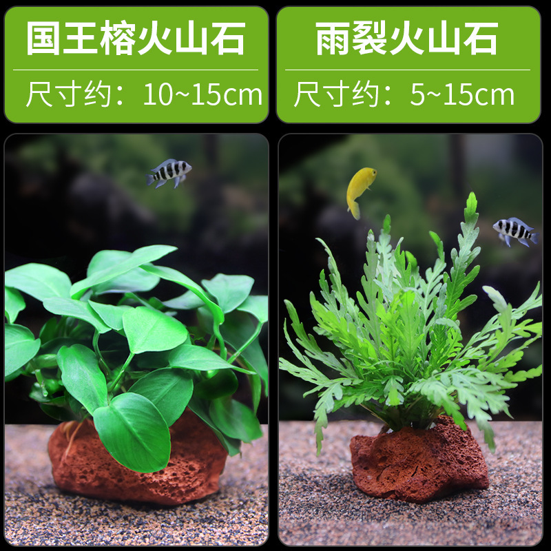 水槽造園パッケージ、水ヤシ、沈木、本物の水、淡水、無土壌植物、酸素化、低パール|undefined