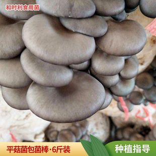 ����Nֲ��ƽ��������6��ڸк�ʳ��ƽ���Nֲ��3����ͥ�NֲĢ����