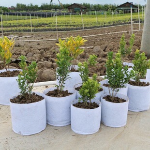 ֲ���ֲ��Ӻ�o������ֲ�¼��Nֲ����̨�N�˺�ɫ����I�B���l