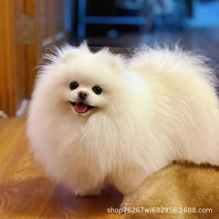 ���l���N����������Ȯ�����L����С�Ͳ���Ȯ�S��ɫ���̲豭Ȯ����