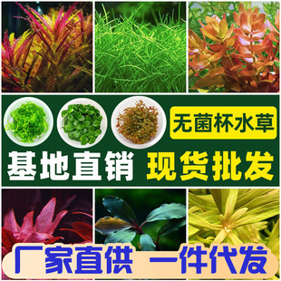 Sterile Water Grass Cup Water Grass Plant Real Grass Landscaping Negative Cow Hair Water Grass Foreground Water Grass Dwarf Pearl Sterile Cup