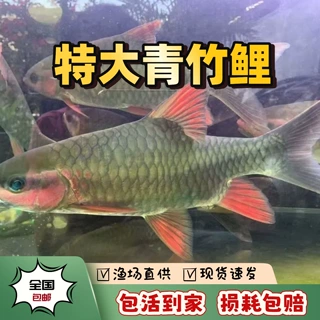 正宗青竹鱼青竹倒刺鲃青竹鲤苗淡水鱼苗优质改良品种包损包活