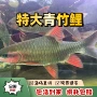 正宗品种改良淡水鱼苗青竹鱼
