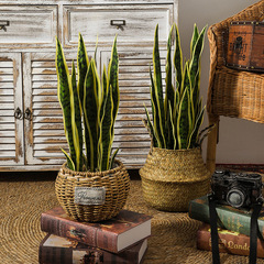 北歐風仿真植物虎皮蘭盆栽室內辦公室落地盆景綠蘿龜背假綠植擺件