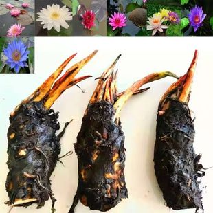 Water Lily Root Block with Buds Hydroponic Plant Bowl Lotus Lotus Seedlings Water-Raised Flower Potted Pond Planting That Blooms in the Same Year