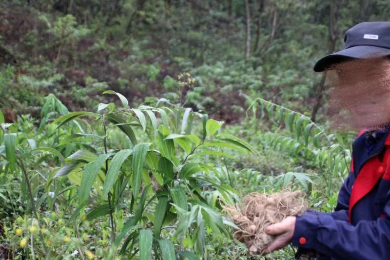 Huang Jing Polygonatum Rhizome Nine Times Steamed and Sun Dried Ready to Eat Slices for Tea and Cooking 500g overview