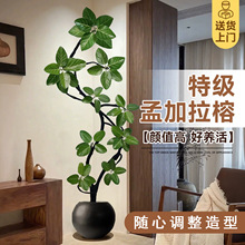 孟加拉榕树客厅绿植高级感高端大气上档次室内大型黄金榕盆栽好养