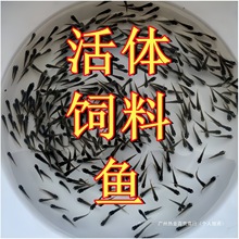 活鱼龙鱼鱼苗饲料鱼鳜鱼喂鳄龟鱼小乌龟桂花麦穗鱼金龙鱼鲈鱼其他