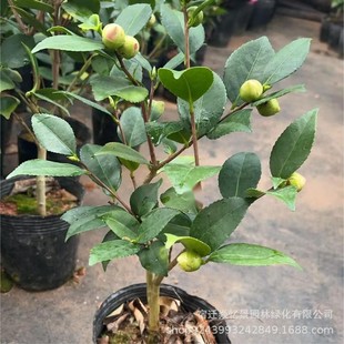 �軨���������軨��ɫ�൤�t��ɫ���������ͻ����ļ����G�̨ͥԺ