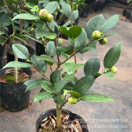 茶花盆栽香妃茶花五色赤丹红白色花苞浓香型花苞四季常绿阳台庭院