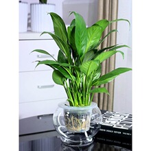 ��������һ���L혾Gֲˮ��ֲ�ﻨ���r���^�~ֲ���҃ȃ����՚�ֲ��