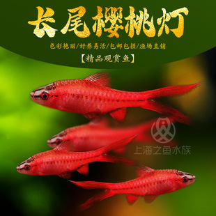 �Lβ���ҟ��~���tõ���aѪ�t���ҟ�ˮ���~��С�͟���Ⱥ�ΟᎧ�^�p