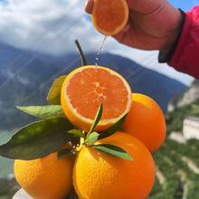 正宗秭归九月红果冻橙当季鲜果新鲜采摘皮薄汁多产地直发爆汁橙子