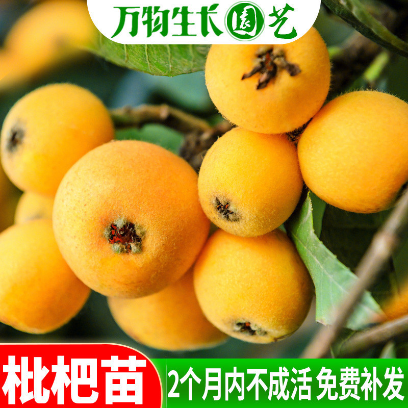 枇杷苗树苗大五星枇杷苗甜枇杷庭院盆栽嫁接果树苗木包成活包结果