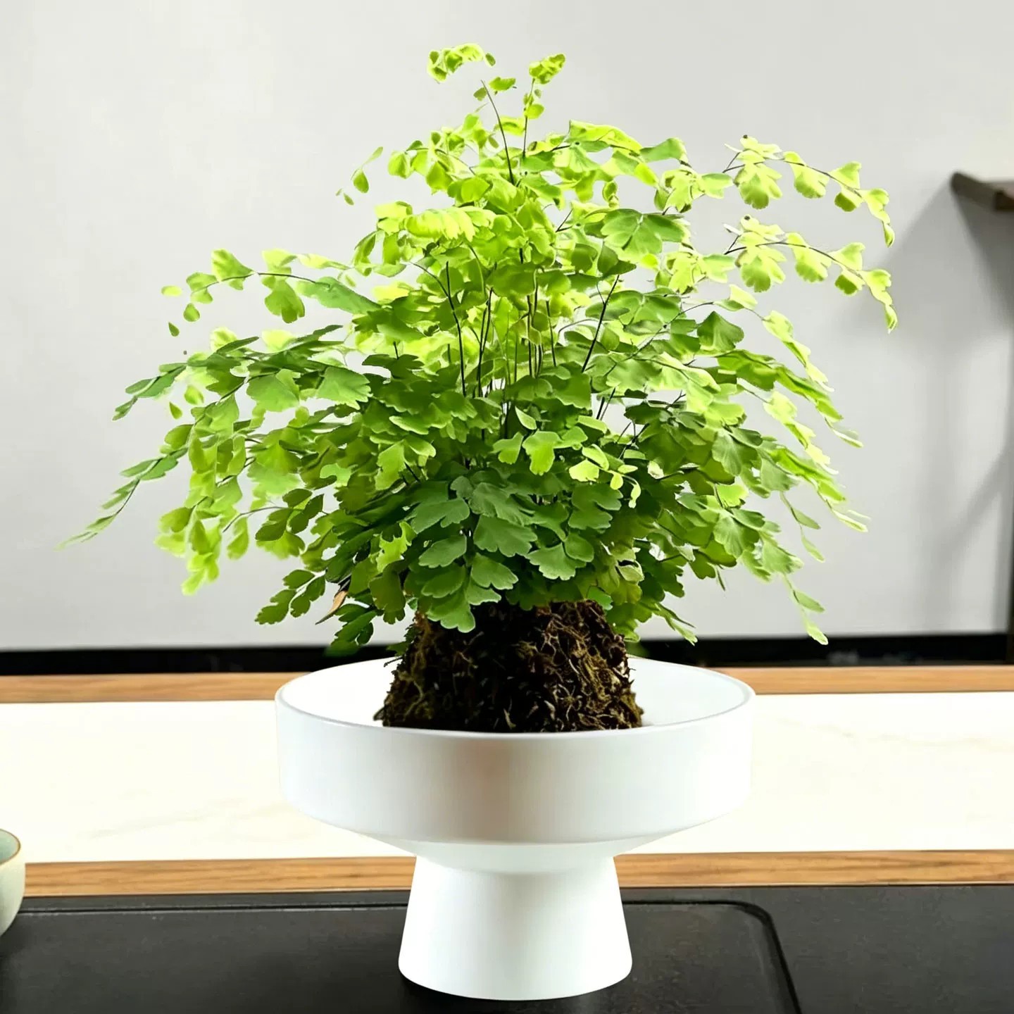 铁线蕨+苔藓球+白色花托