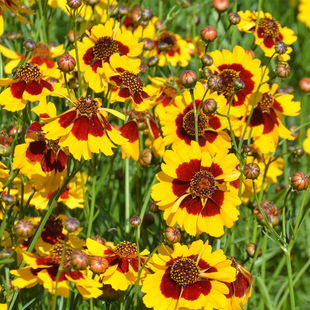 ��Ŀ�շN�� ����ѩ����ɽѩ�ջ��N�� ����ͥԺ���ܷN���ļ����N