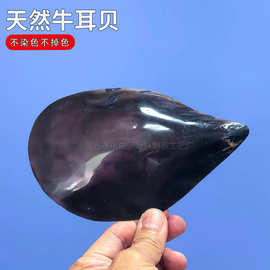 天然耳环海螺贝壳牛耳贝礼品收藏鱼缸造景水族箱装饰家居地台摆件