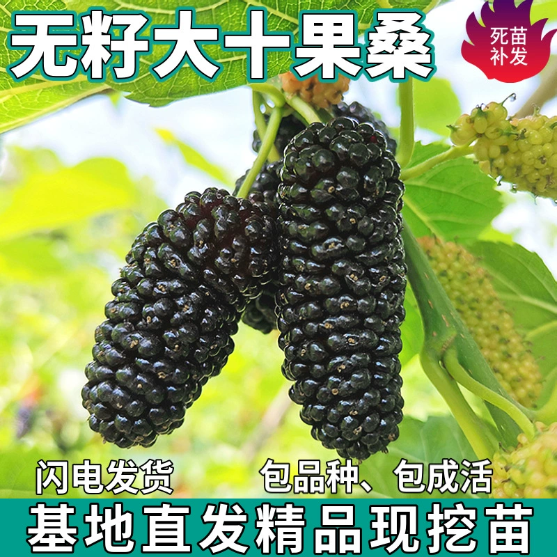 Большие черные саженцы шелковицы без семян для дропшиппинга, подходят как для северных, так и для южных регионов, для посадки в горшках или в земле, живые рассады, саженцы с очень большими плодами.
