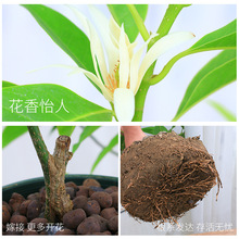 ���m�����ԝ����ͻ��ܴ�ֲ���҃Ȏ��������m�������S���m�ļ��_��