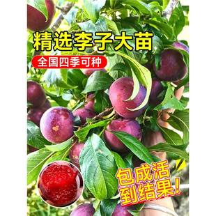 ���A���Ә���t����Ʒ�N�ش�޽ӷ�����Ϸ��Nֲˮ��������ȫ