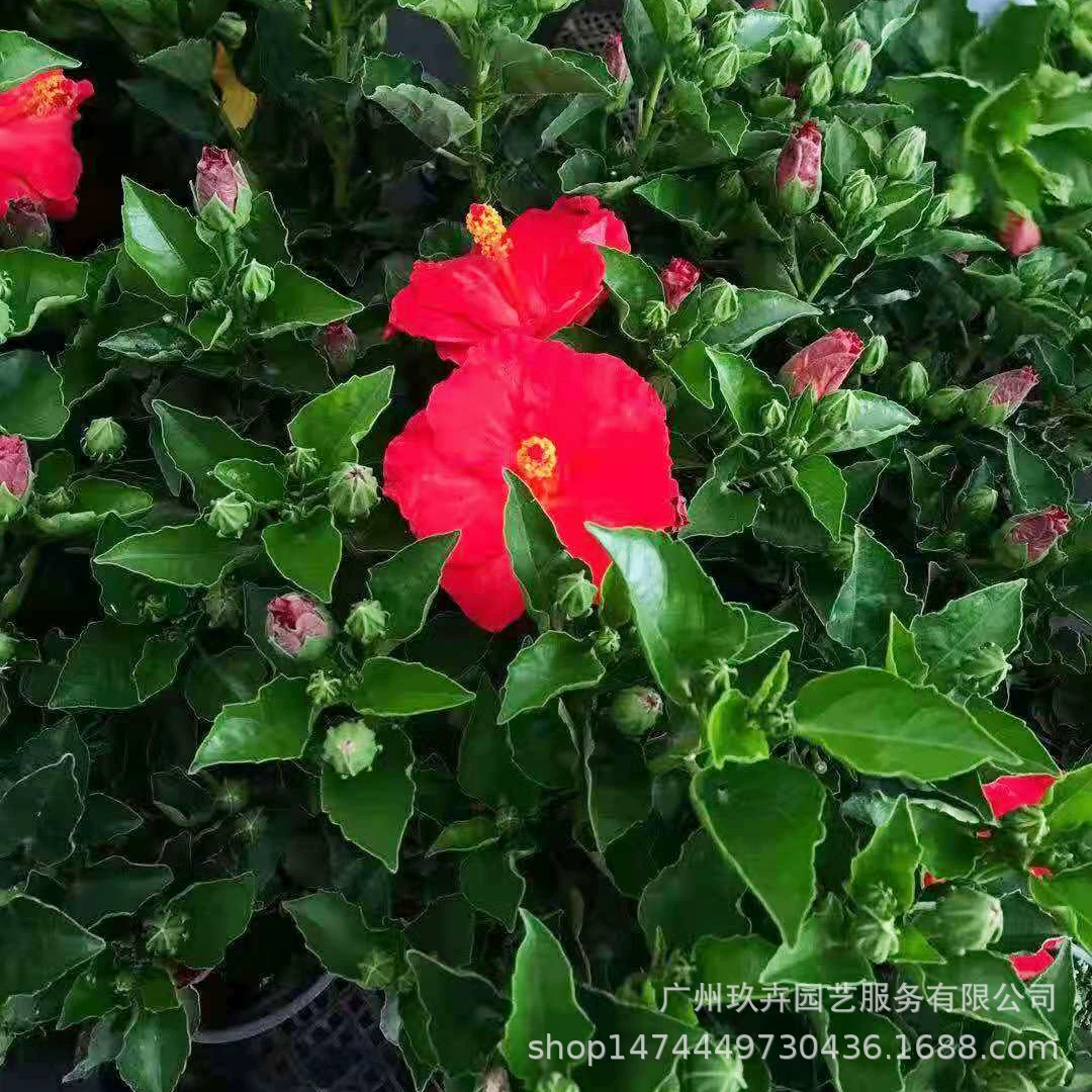 Гибискус цветок растение цветок горшок сад Пейзаж Цветы зеленые посадки гостиная балкон