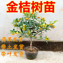 �������玧����������Ә������Ե����ϱ��������Ƥ�ļ����G