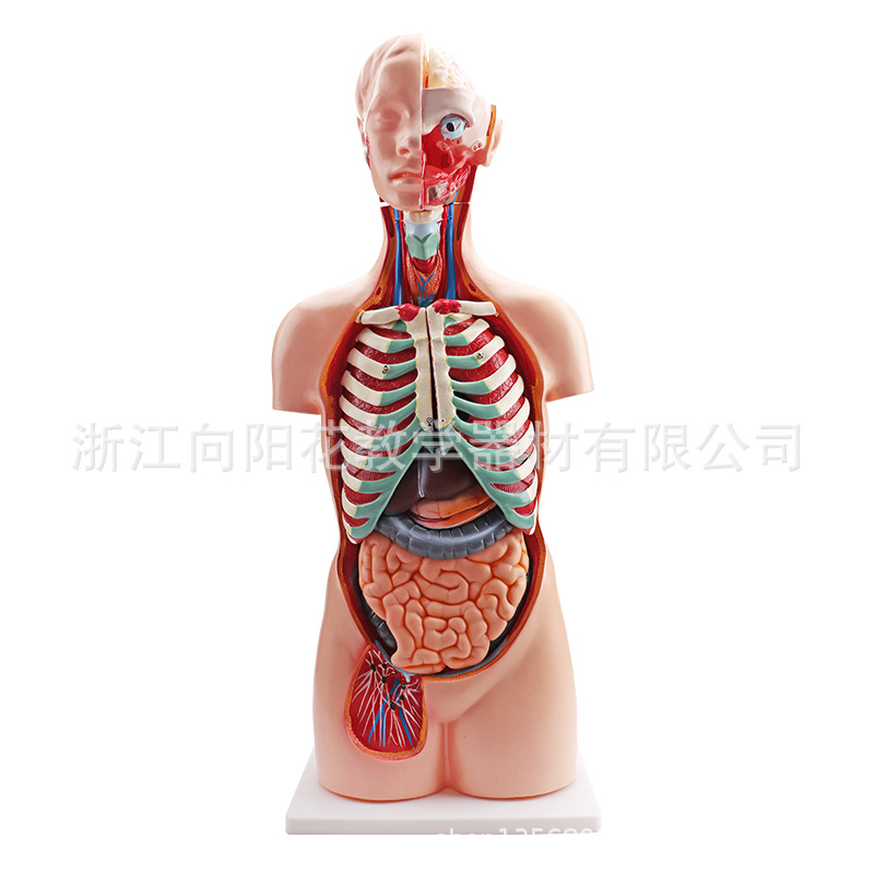 厂家销售 XY-203-3 85CM 人体无性开背解剖生物医疗教学模型