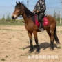 个人景区游客租赁矮马