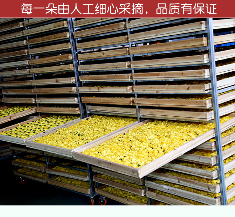 Golden Silk Chrysanthemum Tea Jin Si Huang Ju One Flower One Cup Individually Wrapped Large Blooms 100 Pack in use