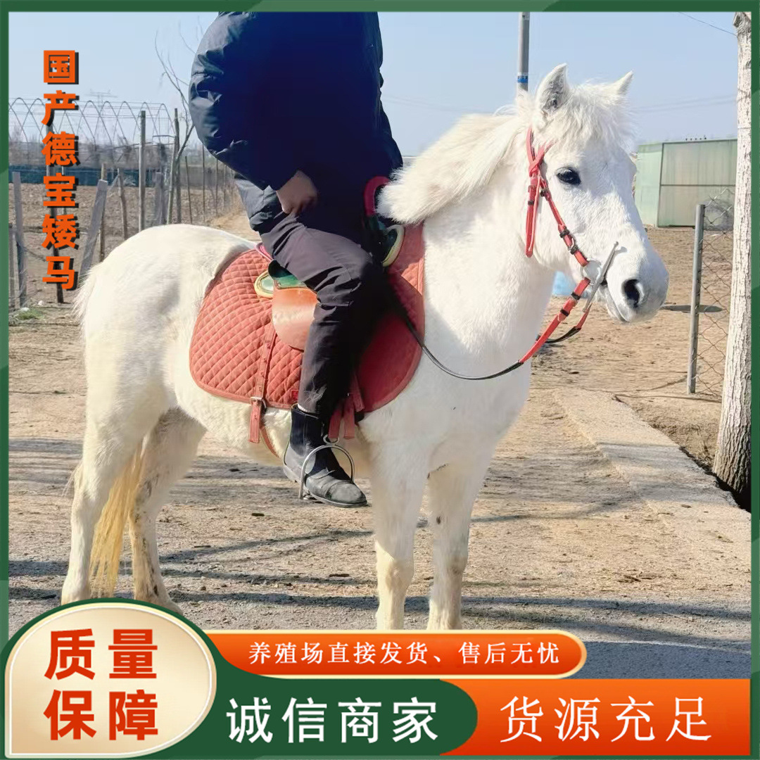 纯血马活的马驹哪里卖宠物马 德保矮马 厂家伊犁马幼马养马场