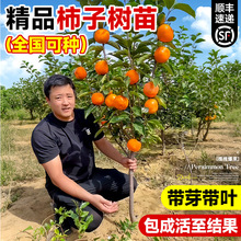 柿子苗树苗嫁接果苗盆栽火晶甜脆无核南北方种植庭院地栽四季果树