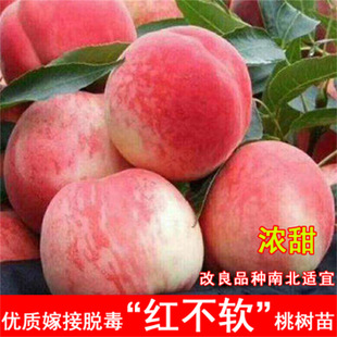 �t�\�Ҙ���޽��S�Ҙ��m�䮔��Y���Ϸ������Nֲ�Ҙ�����ȫ