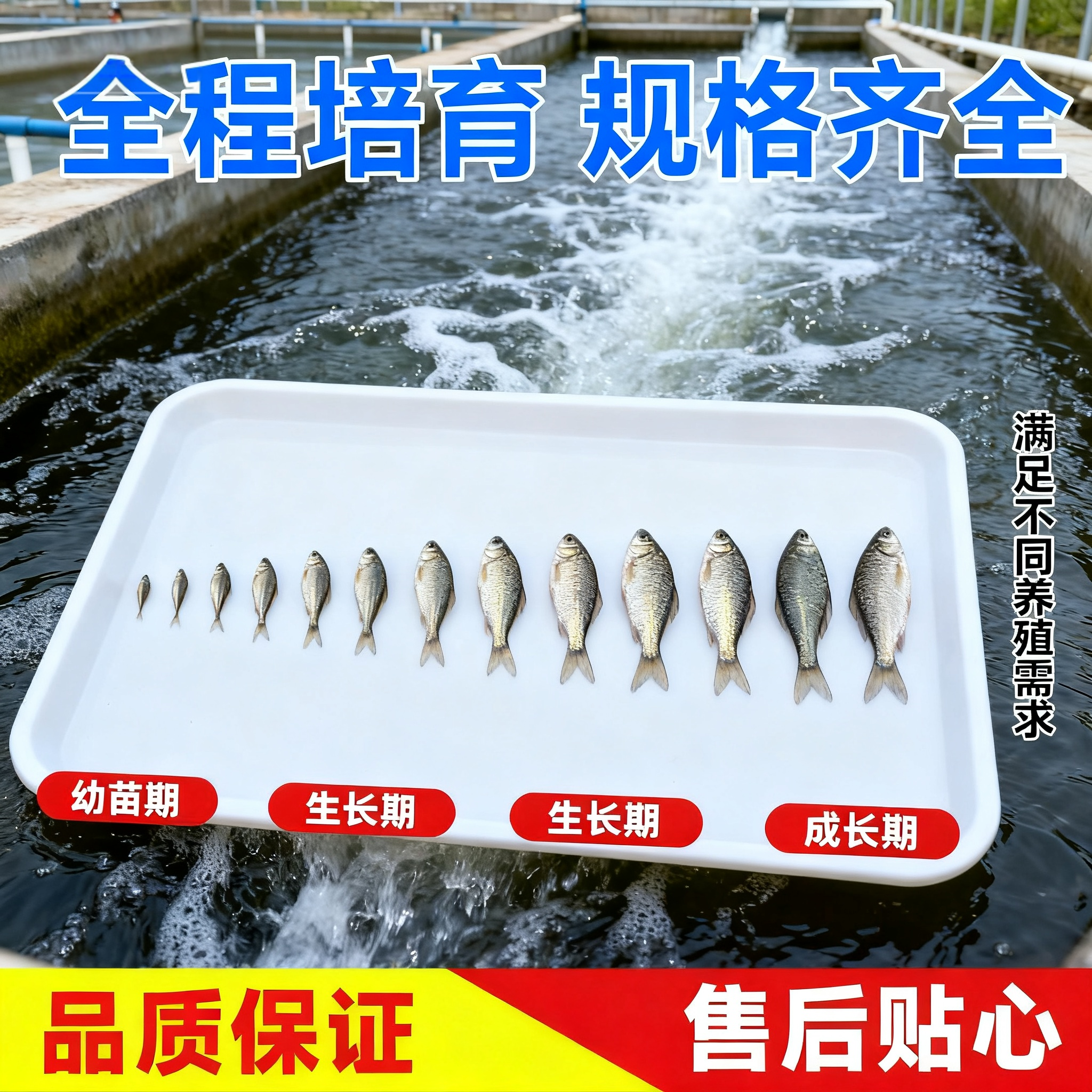Earth crucian carp fry project crucian carp Xiangyun crucian carp large plate large varieties Zhongke No. 3 No. 5 good breeding live seedlings wholesale