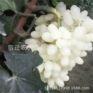 ���l�R�������� �½��R���� ��ţ�����������٘������Ѿ޷��ɫ��