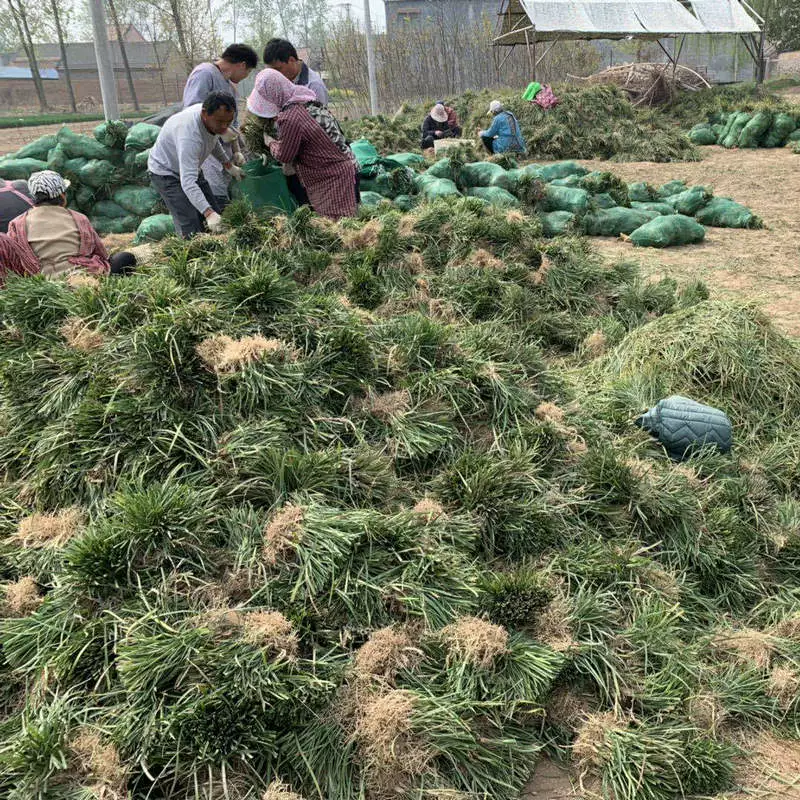 Пекин Датский трава база Four Seasons вечнозеленый двор озеленение плоские растения Датская трава база газон питания