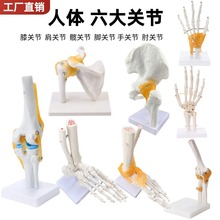 人体骨骼模型6大关节模型膝关节脚关节手关节肩关节肘关节髋关节