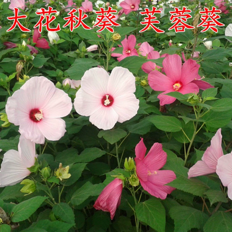 Семена гибискуса Квай недавно собранные большие семена бамии трава Гибискус Four Seasons морозостойкий оттенок-терпимый многолетний корень Бесплатная доставка