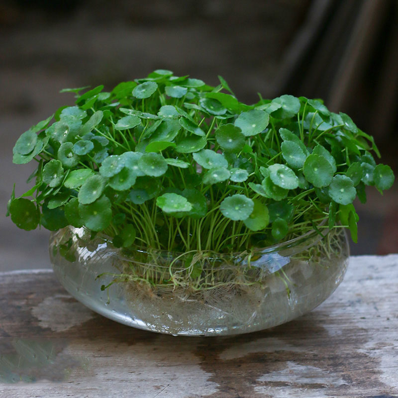 銅貨草水耕植物屋内オフィスデスクトップ鉢植え花四季常緑植物空気を浄化怠惰な人|undefined