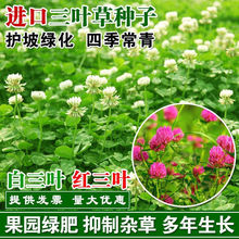 进口红白三叶草籽种子易活绿化四季青草坪多年生牧草果园绿肥植物