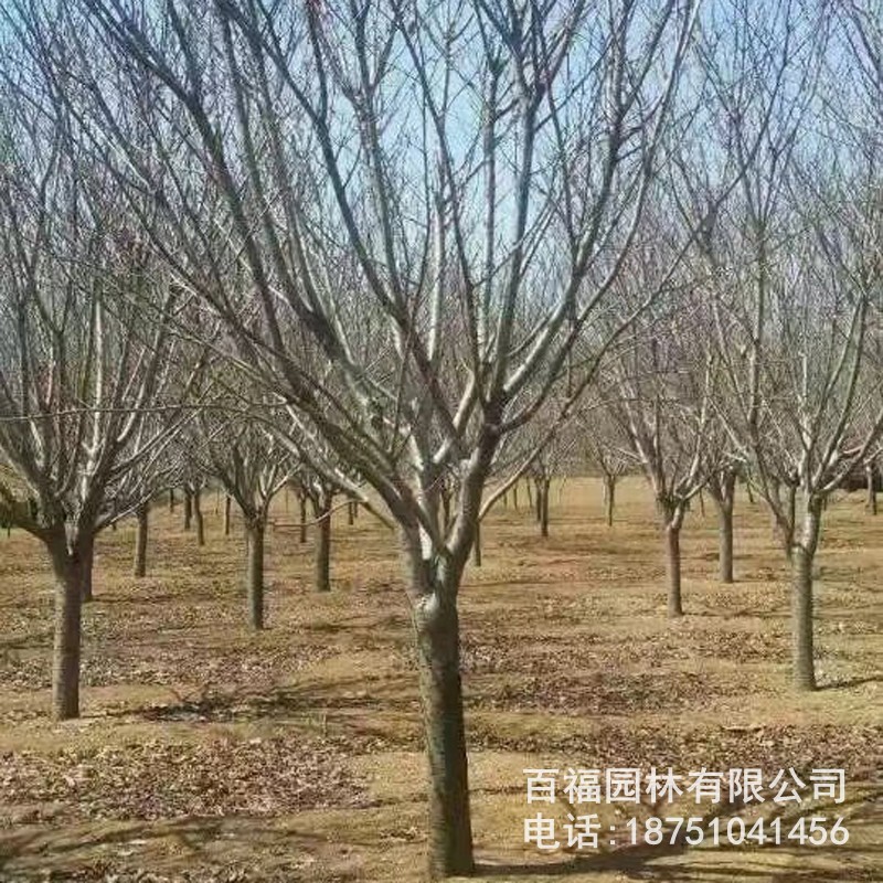基地批发 日本早樱 苗圃优惠价格 早樱大树小苗 道路小区花灌木-阿里巴巴