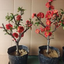 ���Ļ����ԾG��ʯ��ɫ�ļ������辰�҃����̨���ܾGֲ�L�۹ں���