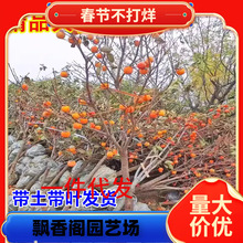 һ�����l�ش�ͥԺ������������ĥ�Pˮ���������ϱ����Nֲ����