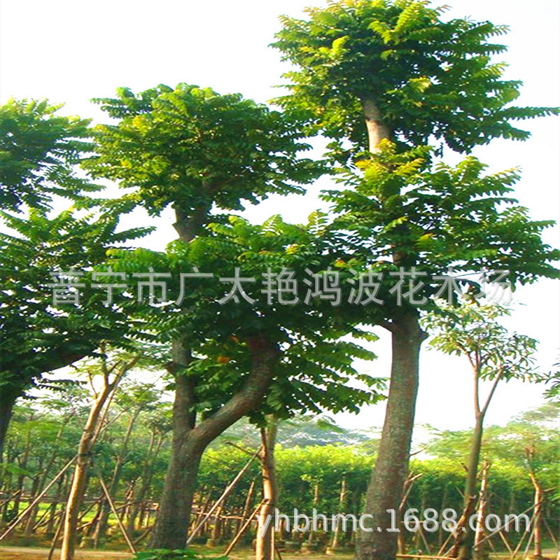 广东普宁艳鸿波花木地苗假植苗全冠麻楝树落叶乔木园林绿化行道树-阿里巴巴