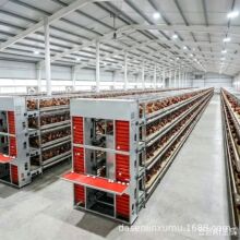 全自动化集蛋系统家禽养殖设备养鸡舍组合层叠育雏h型框架蛋鸡笼