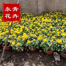 青州大盆国庆菊批发市场 山东质量好的造型菊花 黄色盆花菊花价格