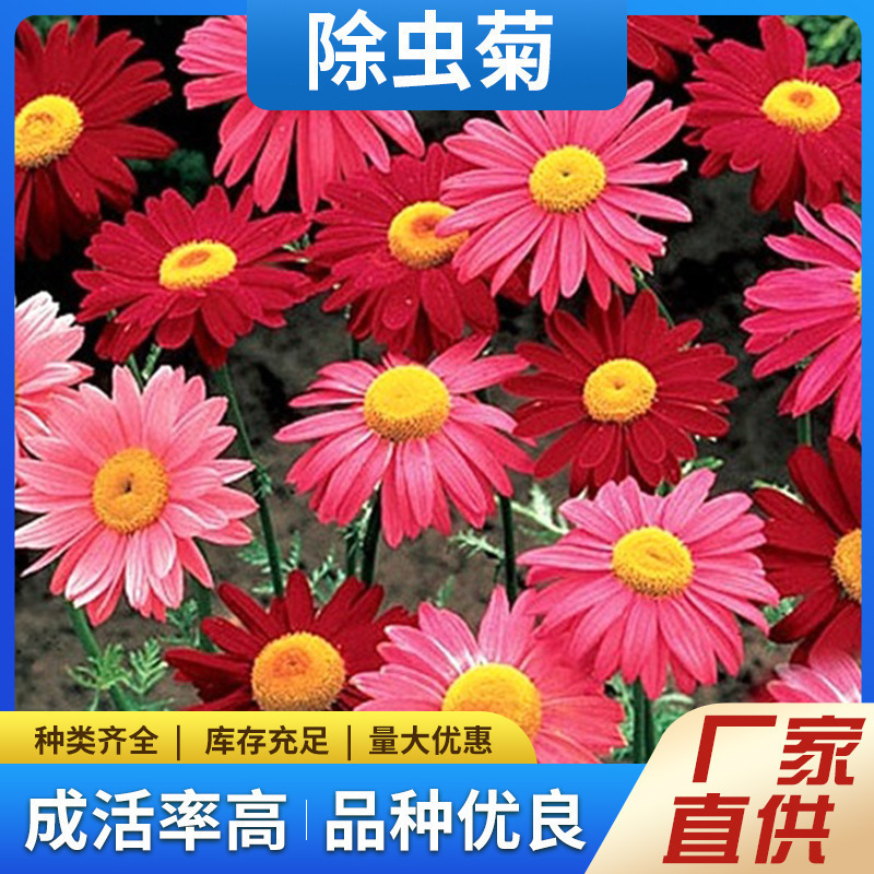 Semillas de flores, semillas de flores.