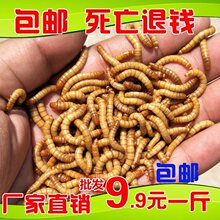 ����x�S���x���w�r���x�N�x500g����������~Ѫ�W�^�}������Bʳ