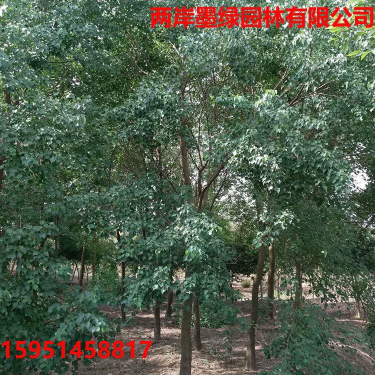 Сапий сало красный лист Сапий сало инженерное дерево Озеленение саженцы кластер Сапий сало саженцы Садовые посадки декоративные Ландшафтные деревья